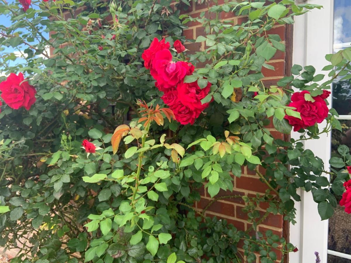 Rose Cottage Rye Buitenkant foto